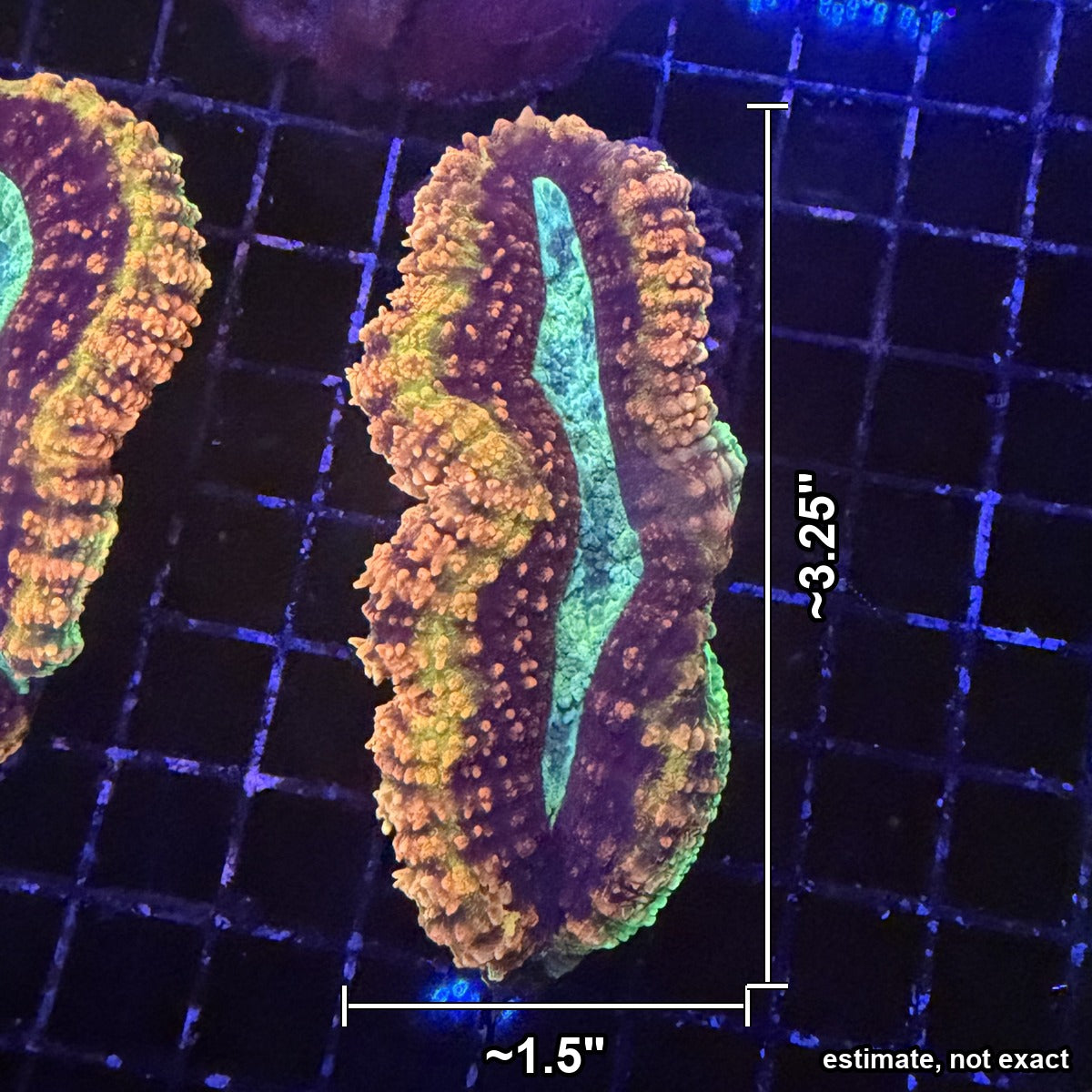 Rainbow Lobophyllia – Orange, Yellow & Teal Center with Maroon Rings with estimated size