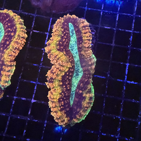 Rainbow Lobophyllia – Orange, Yellow & Teal Center with Maroon Rings in the store's tank