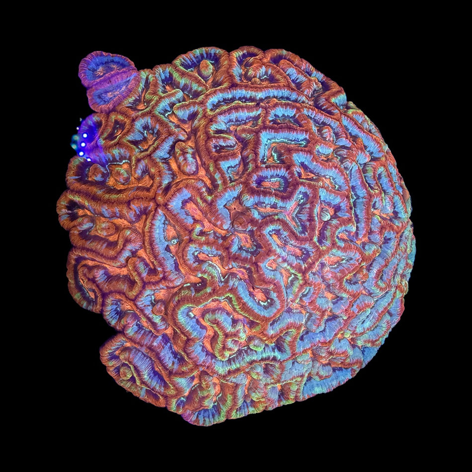 Rainbow Wilsoni (Trachyphyllia-style Brain Coral) – Orange, Blue & Green Maze Pattern on black background