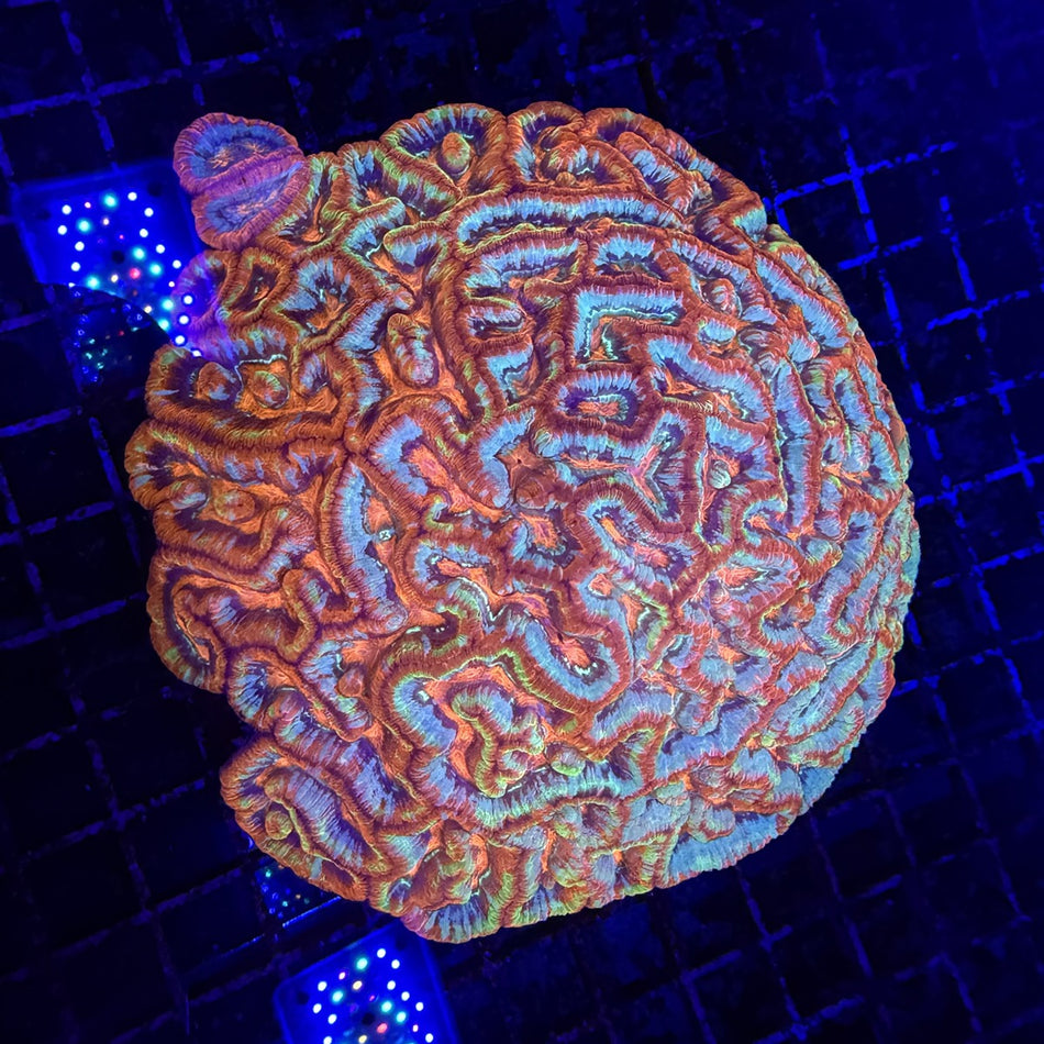 Rainbow Wilsoni (Trachyphyllia-style Brain Coral) – Orange, Blue & Green Maze Pattern in the store's tank
