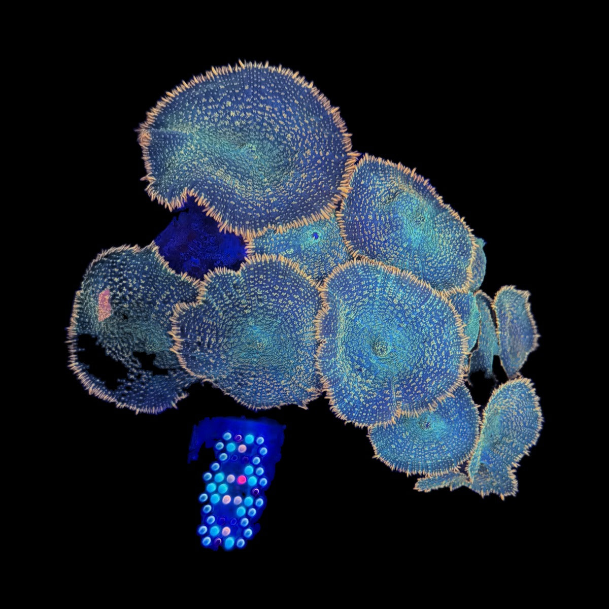 Rhodactis Mushroom Colony – Teal Green Bumpy Discs with Orange Edges on black background