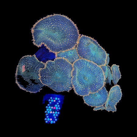 Rhodactis Mushroom Colony – Teal Green Bumpy Discs with Orange Edges on black background