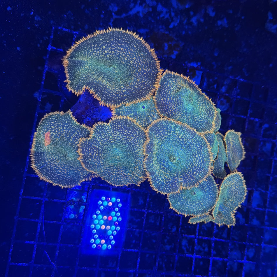 Rhodactis Mushroom Colony – Teal Green Bumpy Discs with Orange Edges in the store's tank
