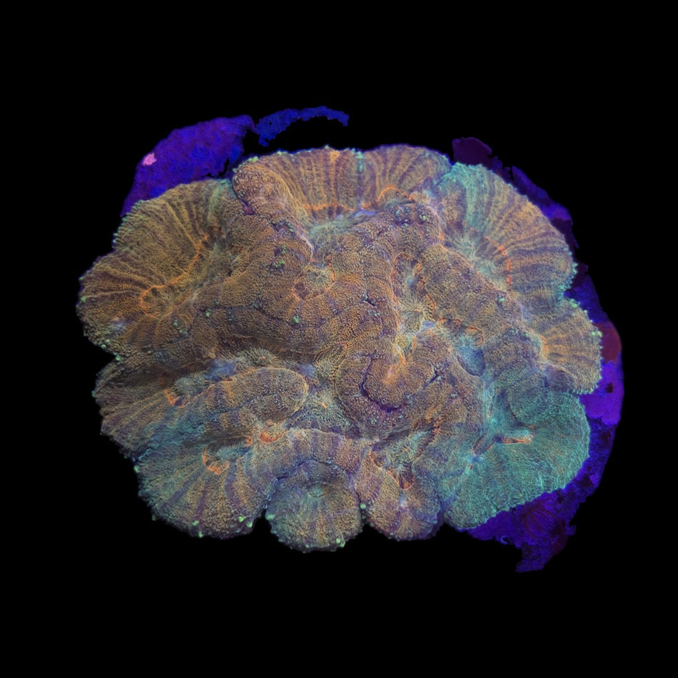 Symphyllia (Brain Coral) – Orange & Green Ridged Valleys on black background