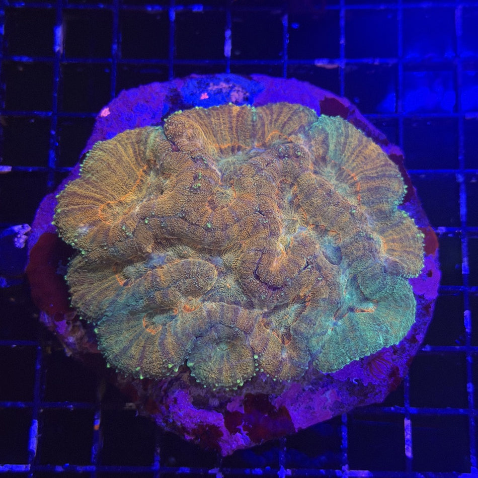 Symphyllia (Brain Coral) – Orange & Green Ridged Valleys in the store's tank