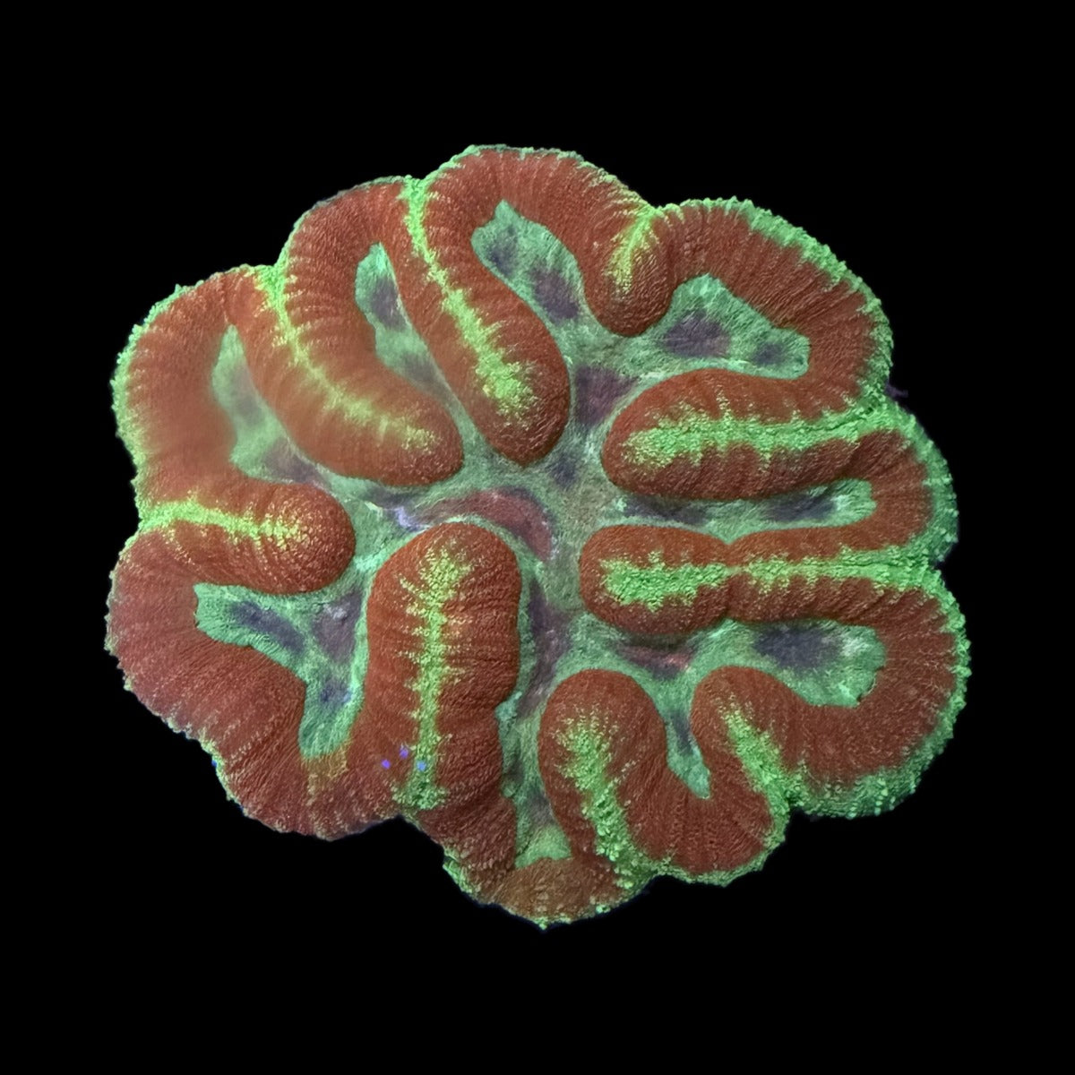 Symphyllia (Lobophyllia Brain Coral) – Orange Ridges with Neon Green Edges on black background