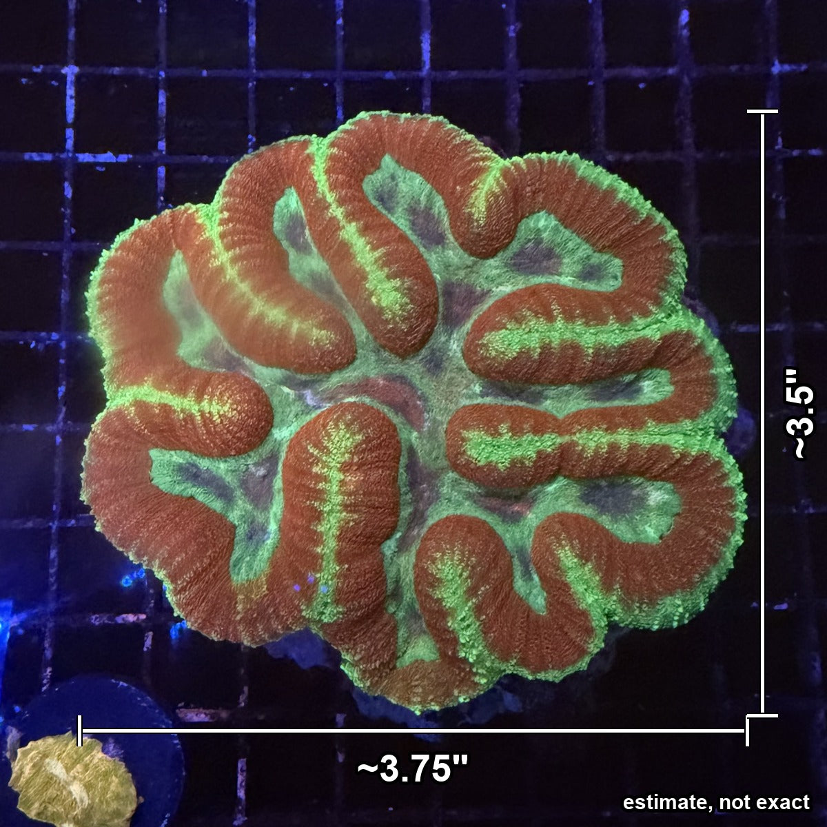 Symphyllia (Lobophyllia Brain Coral) – Orange Ridges with Neon Green Edges with estimated size