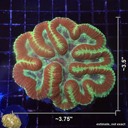 Symphyllia (Lobophyllia Brain Coral) – Orange Ridges with Neon Green Edges with estimated size