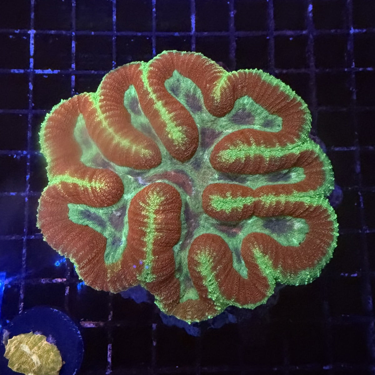 Symphyllia (Lobophyllia Brain Coral) – Orange Ridges with Neon Green Edges in the store's tank