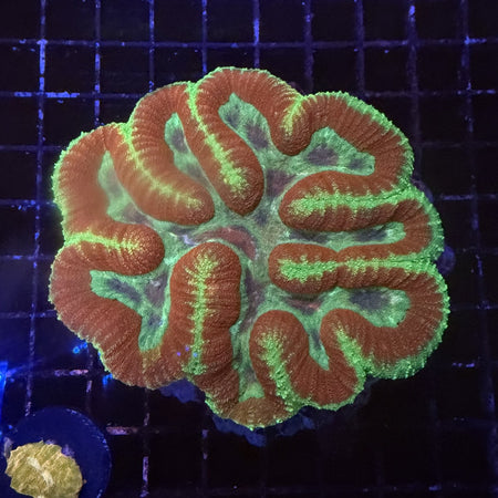 Symphyllia (Lobophyllia Brain Coral) – Orange Ridges with Neon Green Edges in the store's tank