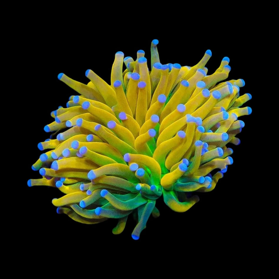 Torch Coral – Golden Yellow Tentacles with Electric Blue Tips on black background