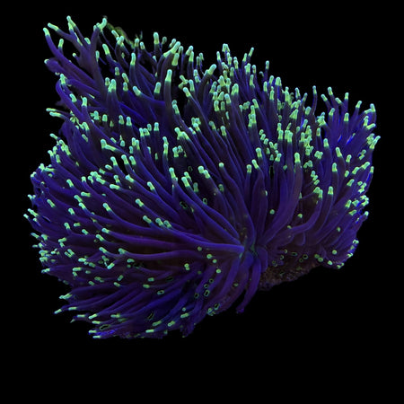 Torch Coral (Yellow Tip) – Purple Tentacles with Neon Yellow-Green Tips on black background