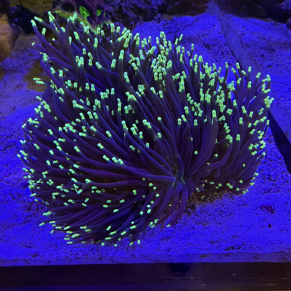Torch Coral (Yellow Tip) – Purple Tentacles with Neon Yellow-Green Tips in the store's tank