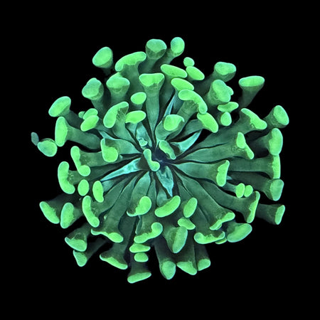 Hammer Coral – Neon Green Anchor Tips on black background