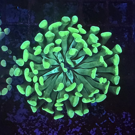 Hammer Coral – Neon Green Anchor Tips in the store's tank