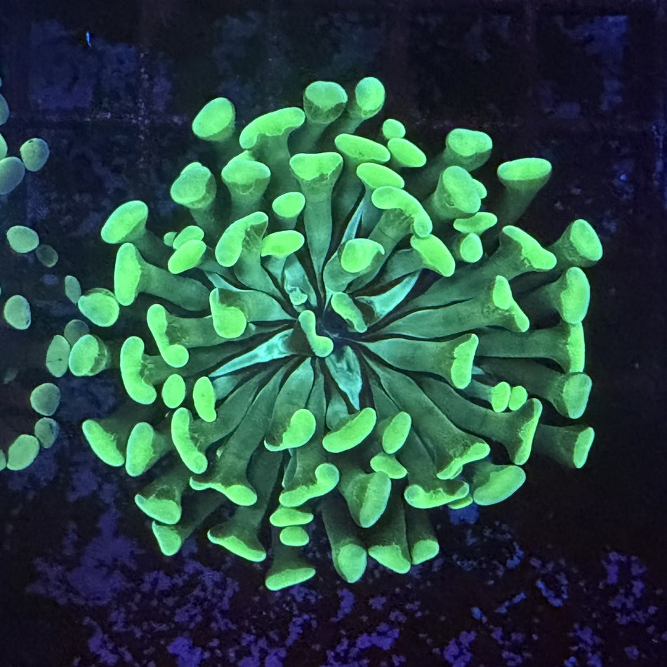 Hammer Coral – Neon Green Anchor Tips in the store's tank