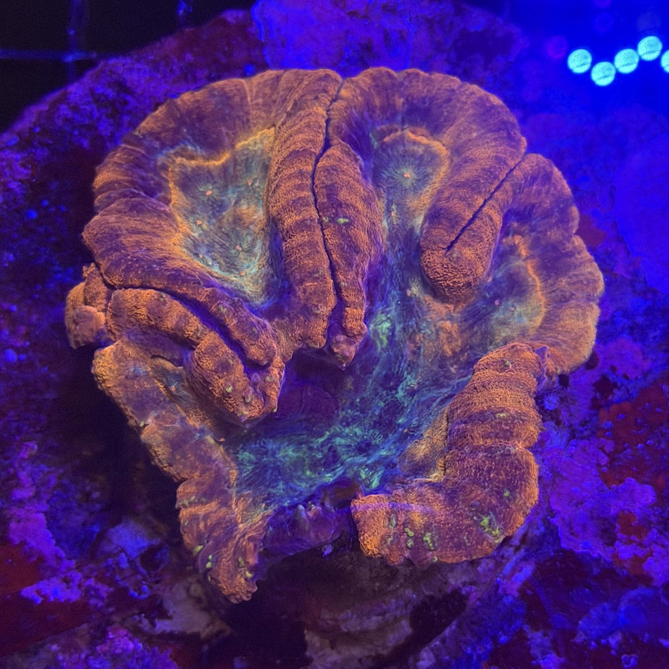 Symphyllia (Two Tone Symphyllia) – Orange Ridged Walls with Green Valleys in the store's tank