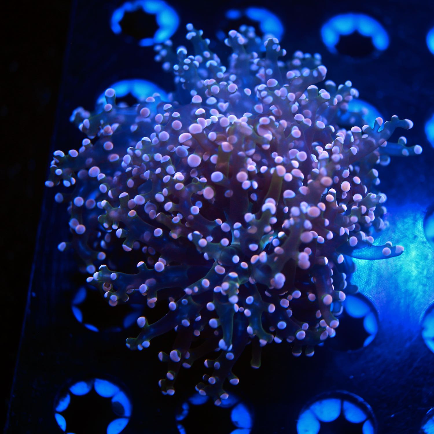 indo pink frogspawn live wysiwyg corals for sale online