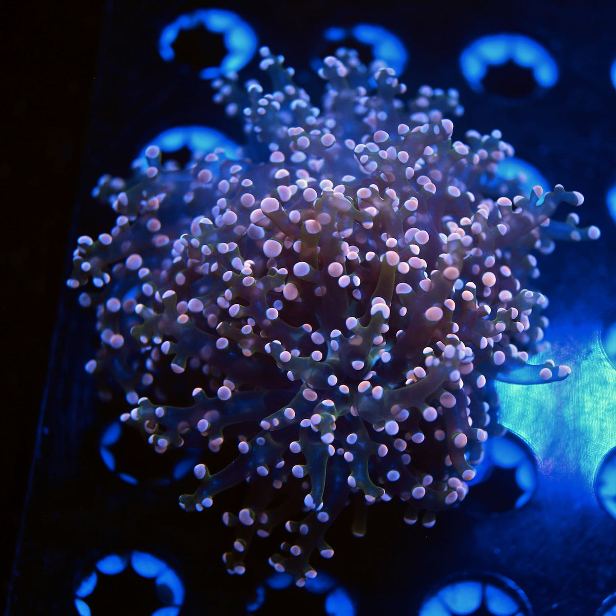 Indo pink frogspawn live wysiwyg corals for sale online