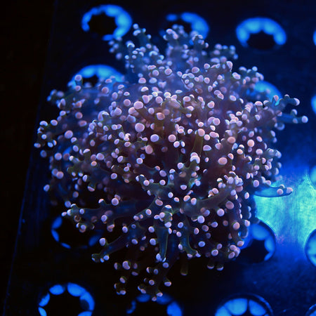 Indo pink frogspawn live wysiwyg corals for sale online