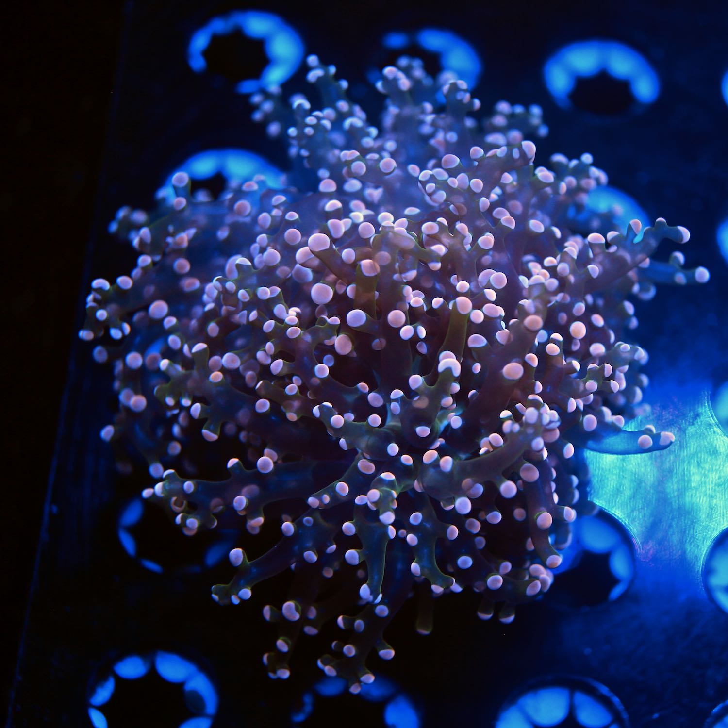 Indo pink frogspawn live wysiwyg corals for sale online