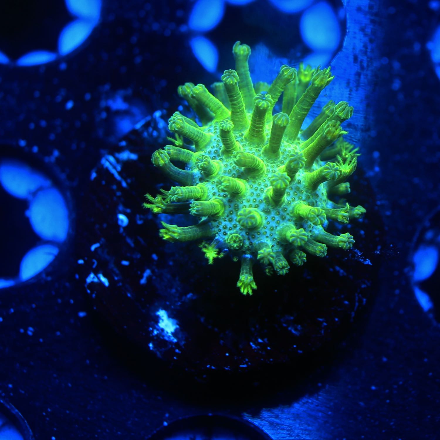 japanese toadstool live wysiwyg corals for sale online