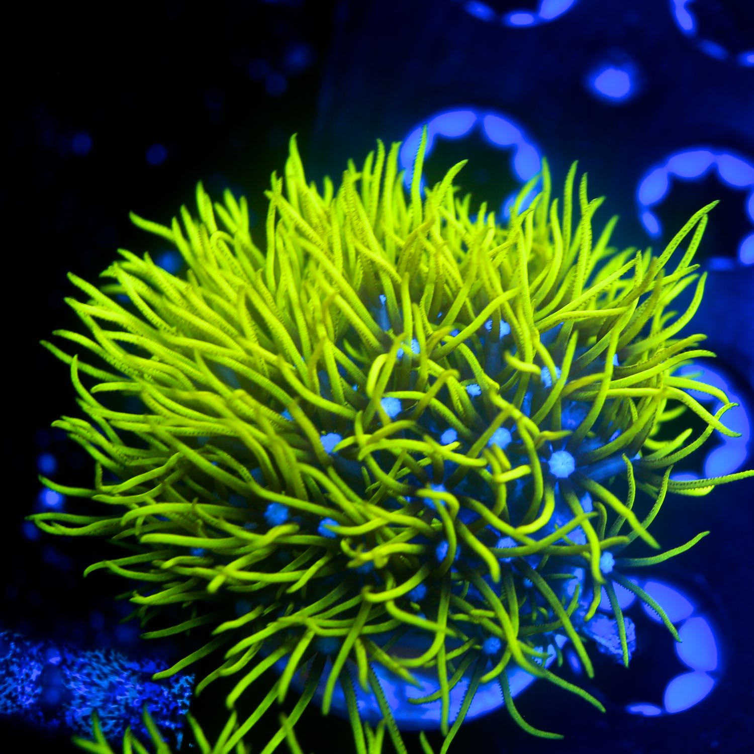 Neon gsp soft corals live wysiwyg corals for sale