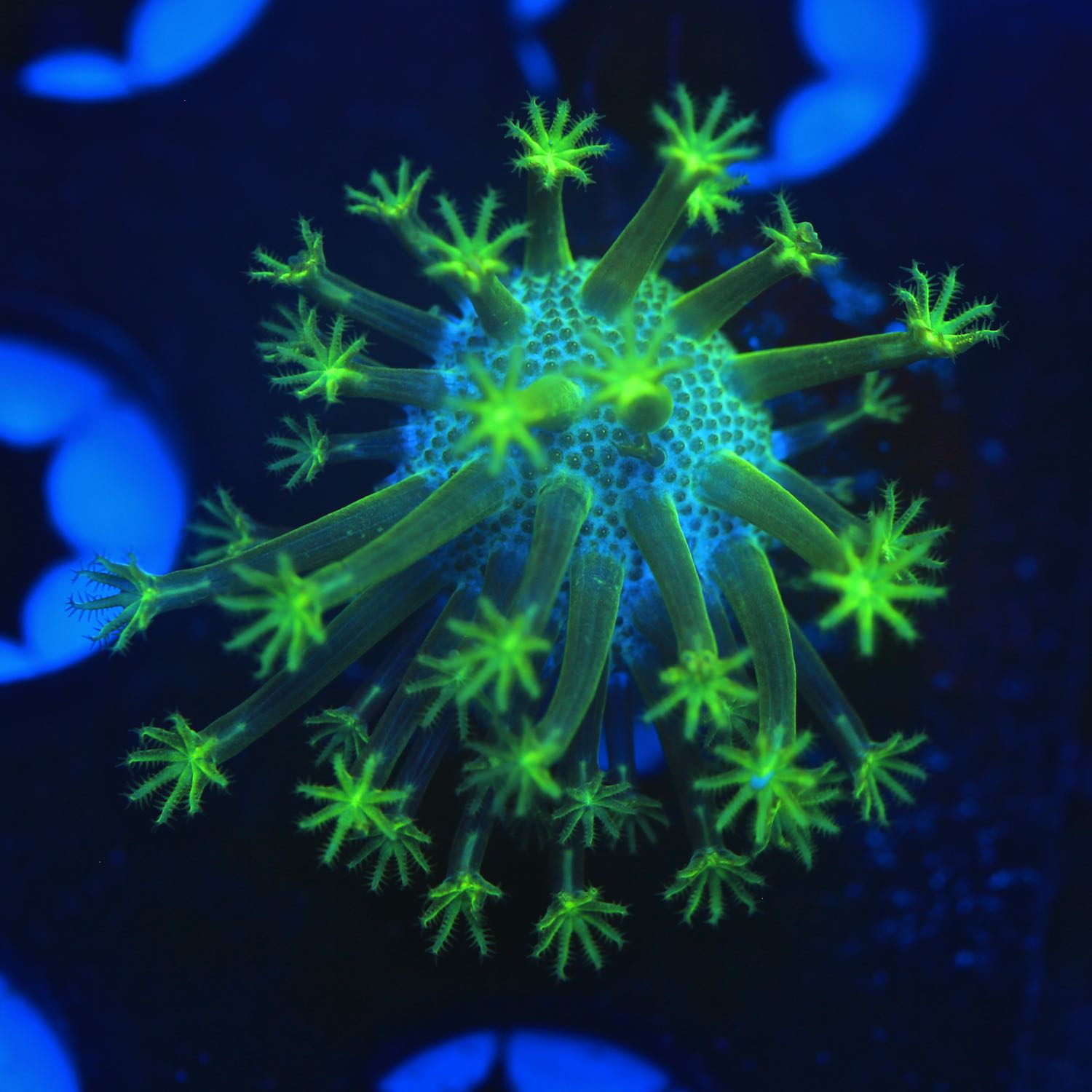 Japanese toadstool live wysiwyg corals for sale online