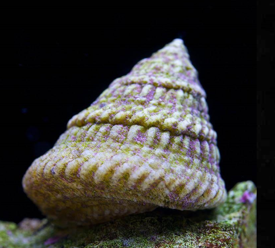 Astrea Turbo Snails cleanup crew for saltwater on sale