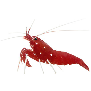 Blood Shrimp saltwater aquarium invertebrates