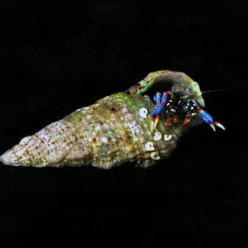Blue Legged hermit crabs on sale cleanup crew