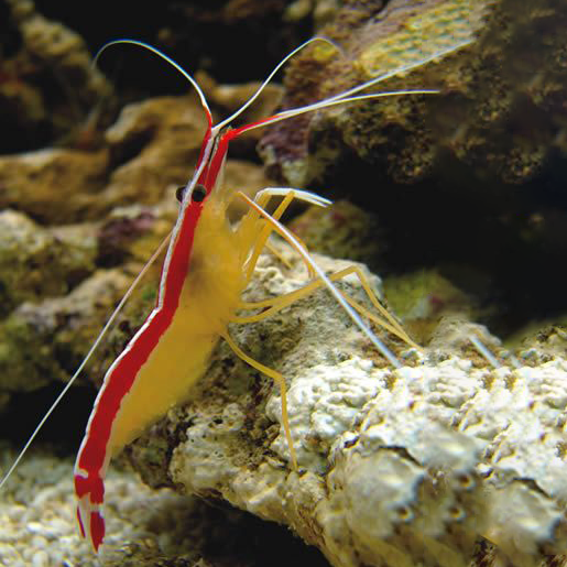 Cleamer Fish Cleaner Shrimp cleanup crew on sale saltwater tanks - Strictly Fish Miami