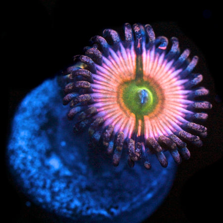 Rainbow Infusion Palythoa on sale