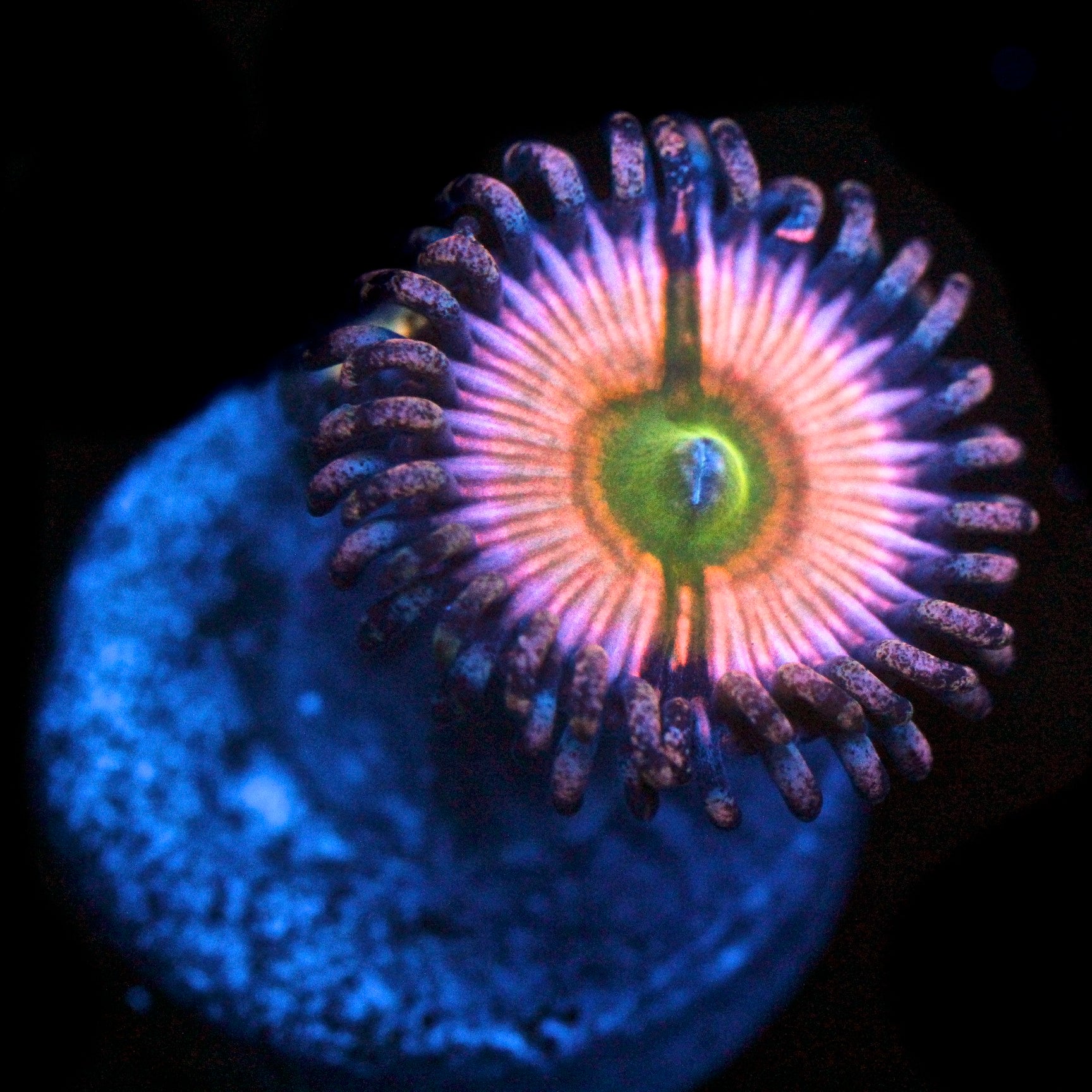 Rainbow Infusion Palythoa on sale