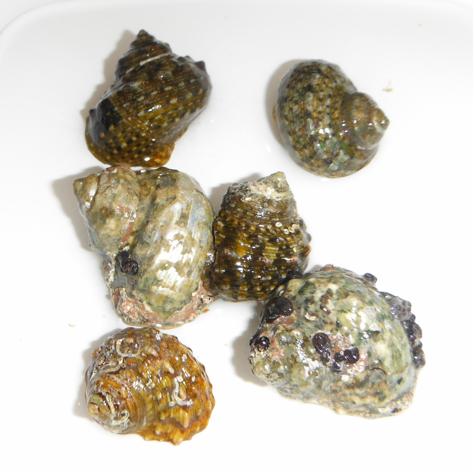 Mexican turbo Snail live saltwater cleanup crew