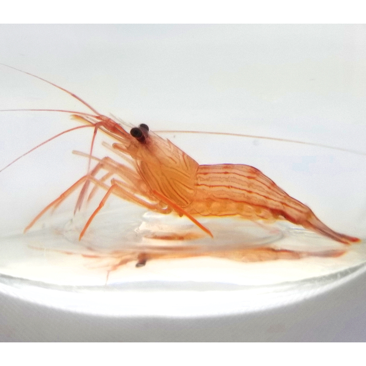 Peppermint Shrimp on sale live saltwater cleanup crew