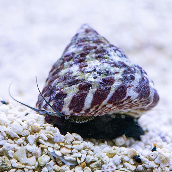 banded trochus snails on sale live saltwater cleanup crew
