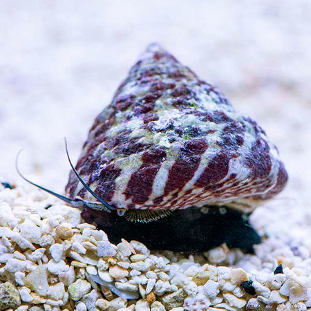 banded trochus snails on sale live saltwater cleanup crew