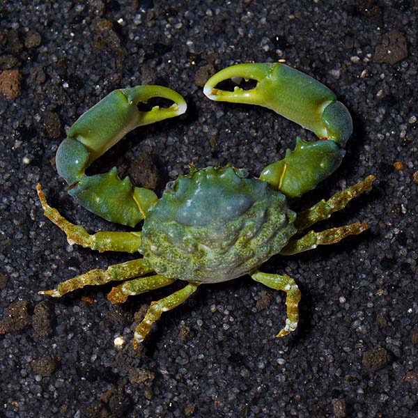 Emerald Crabs on sale live saltwater tank cleanup crew